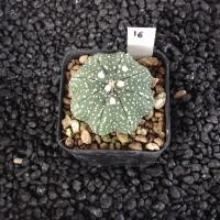 ราคา Astrophytum แคคตัส กระบองเพชร AA03 (17807235356)