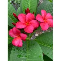 ราคา ต้นลีลาวดีแคระ ลีลาว แดงวาสิฏฐี ดอกหอม ลีลาวดีพันธ์ใหม่ ดอกสวย และมีกลิ่นหอมอ่อนๆละมุนๆ Plumeria rubra Linn กลีบดอกหน้านอกเป็นช่อพุ่มใหญ่ โตเต็มที่สูง 1 5 ม ขนาดต้นที่ส่ง สูงประมาณ 45 55 ซม จัดส่งในกร