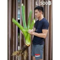 ราคา บอนกระดาด บอนยักษ์ บอน ต้นบอน ต้นไม้ฟอกอากาศ (20950900736)