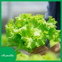 ราคา ผักสลัด 100 300 เมล็ด เมล็ดผักสลัด เมล็ดพันธุ์ผักสลัด ไฮโดรโปนิกส์ homes (6765400946)