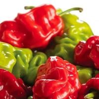 ราคา 20 เมล็ด พริกที่เผ็ดที่สุดในโลก พริกปีศาจ พริก ทานได้ ปลูกได้ทุกที่ Ghost Pepper Chilli Seeds สายพันธุ์ Dragons Toe (21353615270)