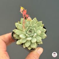 ราคา Echeveria zaragoza Green Claw ไม้อวบน้ำ กุหลาบหิน Cactus Succulent (4545850476)
