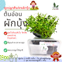 ราคา ชุดปลูกต้นอ่อนผักบุ้ง ชุดเพาะ ชุดทดลองปลูกต้นอ่อนผักบุ้ง ปลูกง่าย ชุดปลูกผัก Microgreen Kit ชุดการเรียนรู้ ชุดปลูกผักทานได้ อุปกรณ์พร้อม (16554629881)