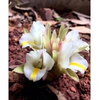 ราคา 2 เหง้า ชุด ตัวผู้ ตัวเมีย ว่านดอกทองมหาอุดม สุดยอดว่านมหาเสน่ห์ มีฤทธิ์ทางมหาเสน่ห์แก่ผู้ปลูกผู้ใช้อย่างสูงมาก อยู่ในจำพวกเดียวกับว่านดอกทอง (20968900423)