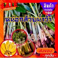 ราคา หน่อกล้วยน้ำว้าพันธุ์มะลิอ่องแท้ ขุดสด ตามออเดอร์ เจ้าของไร่สวนหลังบ้านขายเองครับ ปลูกแบบออแกนิค ปลอดสารพิษคะ 2หน่อ แพค (14587040876)