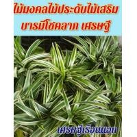 ราคา ไม้มงคล ไม้ประดับ เศรษฐีเรือนนอก (16292150498)