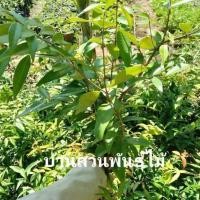 ราคา ยอดฮิต ต้นผักเสม็ด เม็ก บ้านสวนพันธุ์ไม้ ขายดี ต้นไม้ ฟอก อากาศ กระถาง ต้นไม้ ไม้ ประดับ ต้นไม้ ปลูก ใน บ้าน (13081482652)