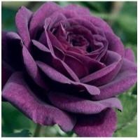ราคา 5 เมล็ด เมล็ดกุหลาบ สีม่วง ดอกใหญ่ สายพันธุ์ของแท้ 100 เมล็ดกุหลาบ ดอกกุหลาบ ปลูกกุหลาบ กุหลาบ อัตรางอก70 80 Rose seeds มีคู่มือวิธีปลูก (9079629057)