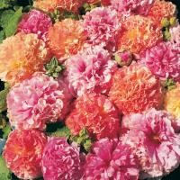 ราคา 40 เมล็ด เมล็ดดอกไม้ ฮอลลี่ฮ็อค ฉัตรทอง Hollyhock Seeds สายพันธุ์ Fruity Mix (21276623642)