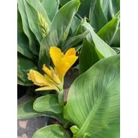 ราคา พุทธรักษาแคระ สีเหลือง Heliconia เฮลิโคเนีย สีเหลือง ไม้มงคลสวยงาม พุทธรักษาแคระ สีเหลืองสวยงาม ลำต้นแข็งแรง จัดส่งพร้อมกระถาง 4 นิ้ว (7514658518)