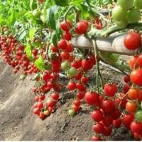 ราคา เมล็ดมะเขือเทศเชอรี่กลมสีแดงRed Cherry Tomato บรรจุซองละ50เมล็ด (9333008543)