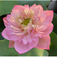 ราคา 5 เมล็ด เมล็ดพันธุ์บัว บัวนอก สายพันธุ์ Fentao สีชมพู พิงค์ บัวจักรพรรดิ์ บัวสวมงาม บัวนำเข้า Lotus Seeds (19493406759)