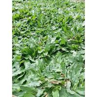 ราคา ขายส่ง 1000000 เมล็ด เมล็ดหญ้าไทเป หญ้ามาเลเซียแคระ Broadleaf Carpet Grass หญ้าสวนหย่อม สนามหญ้า หญ้า พันธุ์หญ้า ชนิดหญ้า หญ้าปูสนาม การปลูกหญ้า (20025828197)