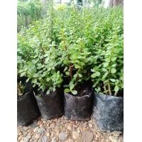 ราคา ต้นคลาสซูล่า ต้นดูดเงิน คลาสซูล่าดูดทรัพย์ Crassula Ovata ต้นไม้สัญลักษณ์ของความโชคดี โชคเรื่องการเงิน (16145323866)