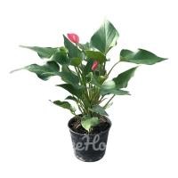 ราคา หน้าวัวพิ๊งค์เลดี้แคระ กระถาง 4 นิ้ว (20714780224)