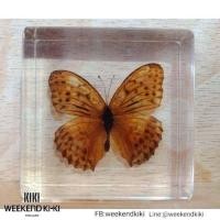 ราคา ที่ทับกระดาษแมลงสต๊าฟ ที่ทับกระดาษแมลง แมลงสต๊าฟเป็นที่ทับกระดาษ (8921880472)