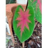 ราคา ต้นบอนสี ช้างเผือกใบบัว ราชินีใบไม้ ใบเด่น ลายสวย ปลูกที่ไหน คนปลูกมีจะเสน่ห์ราศรีที่นั่นเป็นหัวรากอยู่ในถุงดำหรือกระถาง3 นิ้ว49บาท (7797135234)