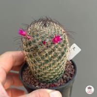 ราคา แมมฮุย Mammillaria huitzilopochtli แคคตัส กระบองเพชร cactus succulent (4755654623)