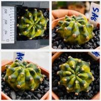 ราคา ยิมโนด่างไม้เมล็ด ยิมโนด่างคัดฟอร์ม กระบองเพชร แคคตัส (20835433041)
