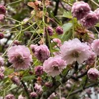 ราคา 15 เมล็ด ซากุระ บอนไซ ดอกซากุระ ดอกคิคุ ดอกซากุระเป็นที่สถิตของทวยเทพ Cherry blossom Seeds Sakura สายพันธุ์ Kikuzakura (21282783440)