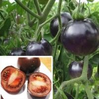 ราคา มะเขือเทศเชอรี่ สีดำ ถูกที่สุด 10บ เมล็ดพันธุ์มะเขือเทศเชอรี่ สีดำ งอกง่าย โตไว ลูดดก สวย อร่อย (19104320956)