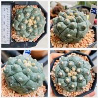ราคา แอสโตรไฟตัม กิ๊กโกะ ลิซซาร์ดสกิน astrophytum asterias kikko lizardskin กระดองเต่า กระบองเพชร แคคตัส Cactus (21375613951)