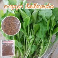 ราคา เมล็ดพันธุ์ ผักสลัดอกูล่า ร็อคเก็ต อากูรูล่า เมล็ดพันธุ์ ร็อคเก็ต 90 300 เมล็ด ซื้อ 10 แถม 1 คละได้ (17060093366)