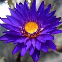 ราคา ดอกบัว เมล็ดบัวดอกสีม่วง ดอกใหญ่ ของแท้ 100 เป็นเมล็ดพันธ์ุบัว ปลูกบัว เม็ดบัว สวนบัว Lotus Waterlily seed 8 เมล็ด (8084837167)