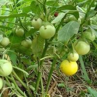 ราคา เมล็ดพันธุ์ มะเขือตอแหล มะเขือ ผักสวนครัว 1100 เมล็ด 10 เเถม 1 คละได้ (8787143817)