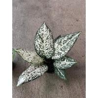 ราคา ต้นอโกลนีมา มรดกโลก Aglaonema World of heritage (17296046266)