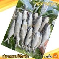 ราคา ปลาอกแล้ตัดหัว 500กรัม 1แพ็ค ปลาอกแล ปลาอกแล้ ปลากุแล ปลากูแล ปลากุแลแห้ง ปลาหลังเขียว ปลาเค็ม อาหารทะเล อาหารทะเลแห้ง อาหารทะเลตากแห้ง (11349481869)