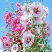 ราคา 100 เมล็ด ดอกฮอลลี่ฮ็อค ดอกไม้ Hollyhock Flower Seeds สายพันธุ์ Halo Blossom (21347125147)