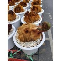 ราคา ว่านลูกไก่ทอง ว่านไก่ขัน ว่านเสี่ยงทาย ในกระถาง8นิ้ว เด่นค้าขาย โชคลาภ การงาน (17667708866)