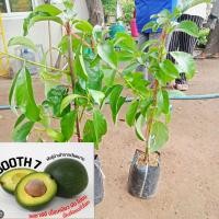ราคา ต้นอะโวคาโดพันธุ์บูธ 7 Booth 7 แบบทาบกิ่ง เป็นอะโวคาโดลูกผสมระหว่างพันธุ์ Guatemalan และ West Indian รสชาติมัน ออกครีมมี่ ไม่หวาน รสชาติอร่อย กินง่าย (20600059015)