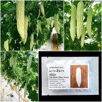 ราคา เมล็ดพันธุ์ มะระสีขาว ญี่ปุ่น Kita White Bitter Gourd F1 Seed 5 เมล็ด คุณภาพดี ของแท้ 100 (21298023533)