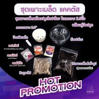 ราคา เมล็ดแมมขน ชุด10เมล็ด เก็บใหม่ แมมขนนก ขนแกะ ขนแมว ขนนกเหลือง คามิเน่ นกขาวญี่ปุ่น ดอกชมพู ขาว เขียว แมมมิลลาเลีย (11216056023)