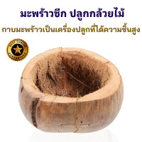 ราคา ราคาพิเศษ มะพร้าวซีก กาบมะพร้าว ซีกมะพร้าว กระถางเปลือกมะพร้าว มะพร้าวครึ่งลูก มะพร้าวแขวน ปลูกกล้วยไม้ ปลูกเฟิร์น กระเช้ากล้วยไม้ (19293326075)