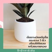 ราคา ต้นยางอินเดีย พร้อมกระถางสีขาว 3 แบบ (17345925472)