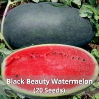 ราคา Black Beauty Watermelon pc 20 pcs Pokok Buah Tembikai pc ความงามสีดำ แตงโมผิวดำ Super Sweet Juicy Giant Watermelon pcOrganic Fruit pcfor Planting Fruit Tree Plant Bonsai pcReal Live Vegetable Plants p