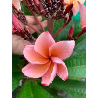 ราคา ต้นลีลาวดีแคระ Plumeria ลีลาวดีสีน้ำตาล แซลมอนบราวน์ สูง 50 65 ซม กระถาง 10 นิ้ว ฟอร์มต้นเตี้ยแบบคอมแพ็ค ให้ดอกง่ายออกเป็นช่อมีกลิ่นหอม เหมาะจะปลูกในกระถางหรือบริเวณบ้านที่มีพื้นที่น้อย (15446732154)