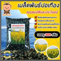 ราคา เมล็ดพันธุ์ปอเทือง บรรจุ 300 กรัม เมล็ดปอเทือง เม็ดปอเทือง สายพันธ์ปอเทือง ดอกปอเทือง ต้นปอเทือง พันธุ์ปอเทือง เม็ดพันธุ์ปอเทือง (12495846864)