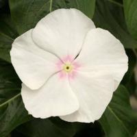 ราคา 20 เมล็ด ดอกแพงพวย แพงพวยฝรั่ง เมล็ดดอกไม้ Vinca Periwinkle Seeds สายพันธุ์ Moon Light (21275535093)