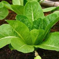 ราคา กรีนคอส ถูกที่สุด7บ ผักสลัดกรีนคอส100เมล็ด งอกง่าย ทานอร่อย (19104328722)