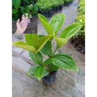 ราคา ต้นไข่มุกอันดามัน เป็นไม้ประดับ ต้นมีรูปทรงสวยงาม ดอกจะมีกลิ่นหอมมากในช่วงเช้า สามารถปลูกได้ทั้งในที่มีแสงแดดจัดตลอดวันและที่ร่มรำไร ขยายพันธุ์ได้ง่าย (14197552322)