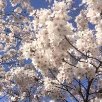 ราคา 15 เมล็ด ซากุระ บอนไซ ดอกซากุระ ดอกคิคุ ดอกซากุระเป็นที่สถิตของทวยเทพ Cherry blossom Seeds Sakura สายพันธุ์ Yamazakura (21288309301)