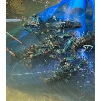 ราคา กุ้งก้ามแดงเพื่อบริโภคขนาด 3 0 เซนติเมตร ชุดละ10ชิ้นพร้อมส่ง (21053347221)