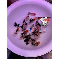 ราคา อาหารปลา ปลา ฮอลันดา 3สี แพนด้า ไซร้2นิ้ว มีประกันสินค้าคะ (20480964853)