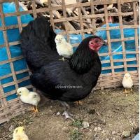 ราคา ไข่เชื้อไก่บ้าน ไก่พื้นเมือง ชุดละ 5ฟอง เชื้อแข็งแรง พ่อพันธุ์ 1ต่อแม่พันธุ์3 (21214074369)