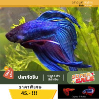 ราคา ปลากัดจีน สีน้ำเงิน เพศชาย คัดเกรด (21133923905)