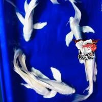 ราคา อาหารปลาคราฟ คราฟจักรพรรดิแพลตตินัมเกรดเอ หางยาวครีบยาว ไซร้4 5นิ้ว แข็งแรง มีประกันคะ (20481112424)